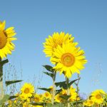 Onderwijskoepels schrappen herfst, winter, lente uit de eindtermen van het lager onderwijs